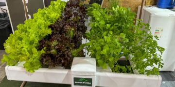 Cultivo hidropônico oportuniza um plantio sem o uso do solo